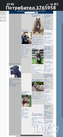 Кане корсо с родословие, снимка 3 - Кане корсо - 54013939