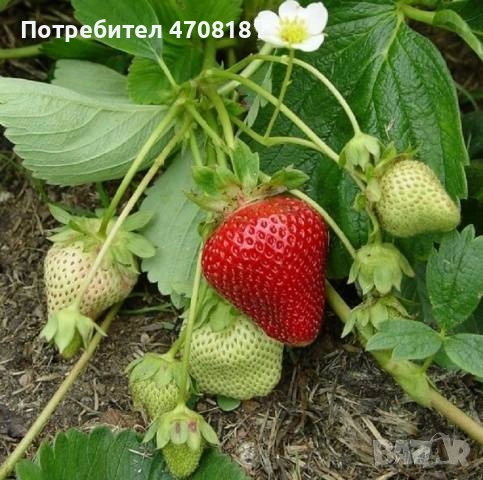 Продавам разсад корени целогодишни сортове Портола Аромас Сан Андреас , снимка 2 - Разсади - 53171245