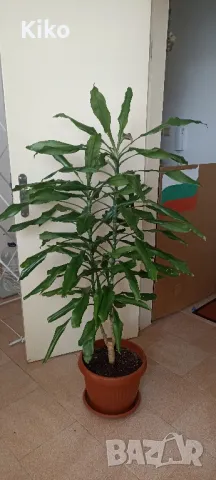 Палма Драцена - 170 см , снимка 5 - Стайни растения - 49345227