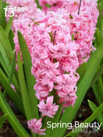 зюмбюл , снимка 13 - Градински цветя и растения - 53265198