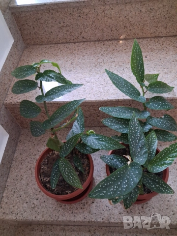 Стайни цветя - Бегония, снимка 2 - Стайни растения - 52315361