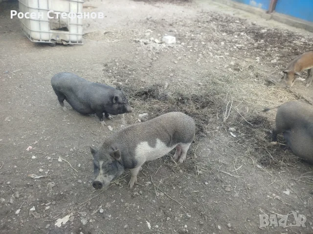 виатнамски прасета