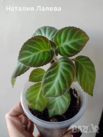 Глоксиния, gloxinia Lindeniana