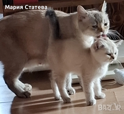 Британска късокосместа , снимка 5 - Британска късокосместа - 54084870