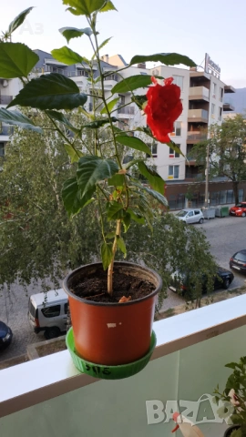 продавам цветя Китайска роза, червена, кичеста, снимка 11 - Стайни растения - 54239402