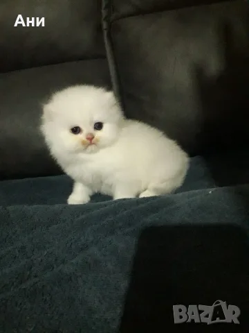 ТОП КОТЕНЦА НА ТОП ЦЕНА