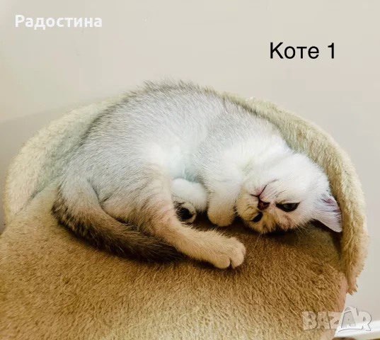 Британско късокосместо коте, снимка 3 - Британска късокосместа - 55506439