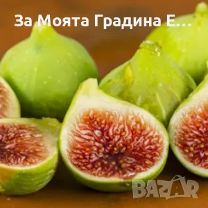 Плодни дръвчета , снимка 16 - Разсади - 49420186