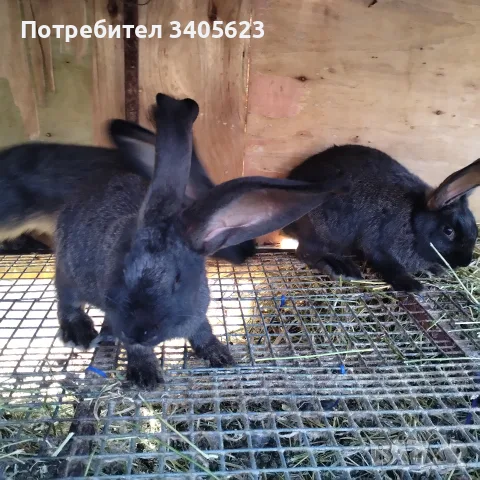 мъжки зайци великани , снимка 2 - Други - 55946639