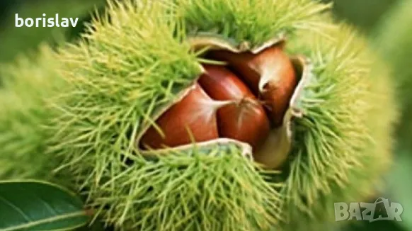 Продавам дръвчета ядлив кестен(сладък кестен), снимка 8 - Градински цветя и растения - 47623165