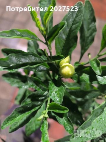 Соланум , снимка 3 - Стайни растения - 52211702