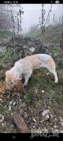 Кучето Джак на късмета, снимка 2 - Други - 54193162