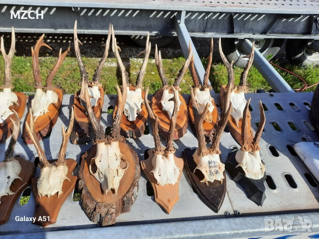 Трофей от сърндак. , снимка 5 - Декорация за дома - 54045665