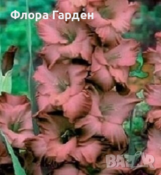 ГЛАДИОЛ - Глудколуковици, снимка 12 - Сортови семена и луковици - 44793217