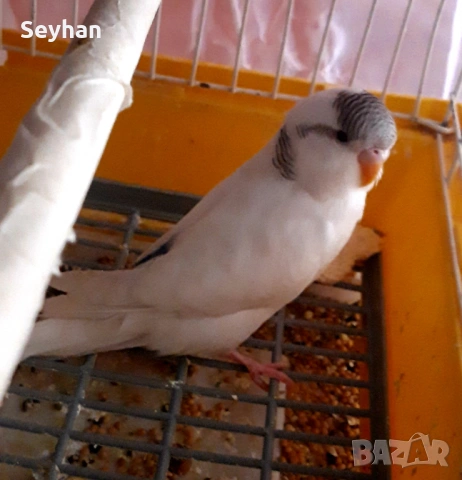 Папагал вълнист