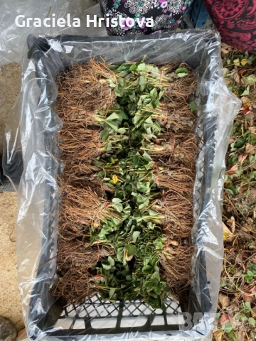 Продавам здрав разсад ягоди , снимка 7 - Градински цветя и растения - 53942494