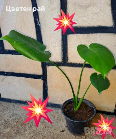 Комплект от три вида monstera, може и по отделно, снимка 13 - Стайни растения - 56123987