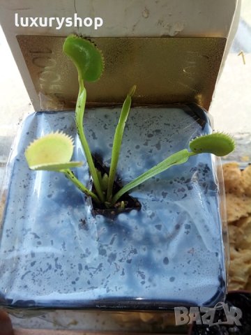 Цена: 19.86 лева за 1 брой готово растение, Дионея - Венерина мухоловка, доставка с Еконт или Спиди, снимка 2 - Градински цветя и растения - 29339084