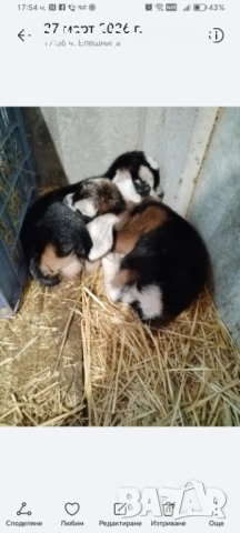 Женски ярета