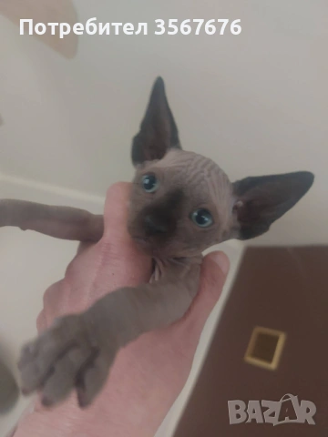 Канадски Сфинкс , снимка 4 - Сфинксове - 54061864