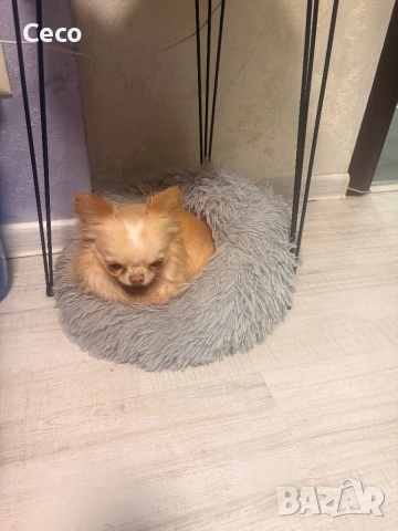 Момче Чихуахуа , снимка 4 - Чихуахуа - 53917728