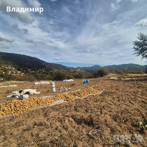 картофи  сорт Агрия , снимка 4 - Домашни продукти - 56454310