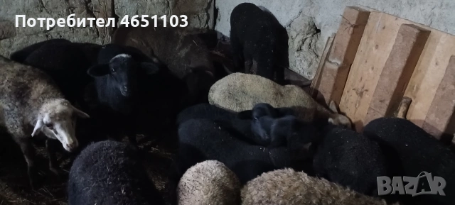Продавам Агнета, снимка 2 - Овце - 54126742