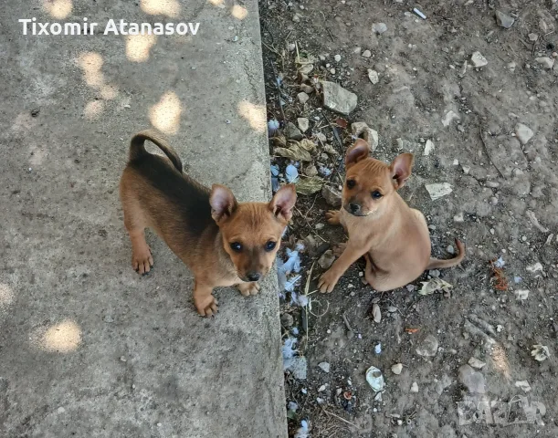 Пинчер.         ., снимка 2 - Патици и гъски - 55968279