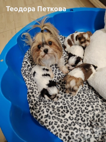 йоркширски териер бивър , снимка 2 - Йоркширски териер - 52906280