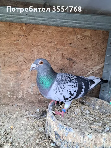 Спортни гълъби , снимка 4 - Гълъби - 49739422