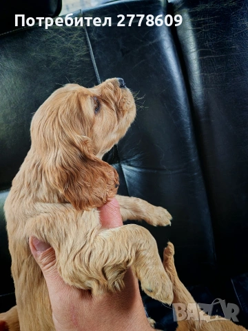 Продавам Английски кокер шпаньол , снимка 2 - Кокер шпаньол - 53928442