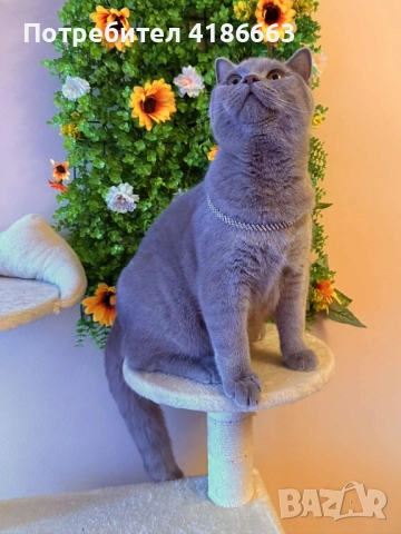 Късокосмест британец за разплод, снимка 6 - Британска късокосместа - 52215816