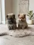 Померан померанчета момичета !, снимка 2
