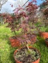 🌿💞🌱 Японски клен ‘Atropurpureum’ (Acer palmatum Atropurpureum), снимка 4