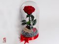 Романтичен подарък за приятелка / ЕСТЕСТВЕНА вечна роза в стъкленица / Подарък за Рожден Ден на Жена