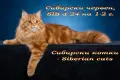 Сибирчета, сибирска котка, сибирски котенца, сибирско коте, хипоалергенни, червено момче, снимка 13
