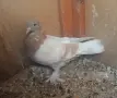 Гълъби  мардини, снимка 3