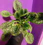 Стрептокарпус вериегатен, снимка 1 - Стайни растения - 44776938
