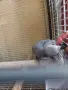 Бебе Кралско Жако, снимка 5