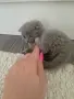 Клепоухи шотландки, снимка 6