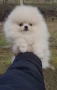 Померани, снимка 3