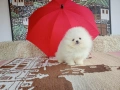 Бели мини Померани. Реални снимки от 04.04.26 г. , снимка 2
