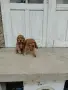 Кокер Шпаньол.. , снимка 4