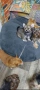 Продавам Йоркширски териер , снимка 7