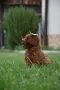 Той пудел Toy poodle, снимка 16