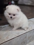 Померан , снимка 2