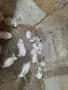 Различни видове зайци за продажба, снимка 7