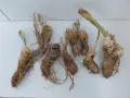 Грудки от жълта перуника, 5 евро общо всички от снимката, снимка 1