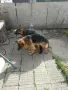 женска немска овчарка , снимка 2
