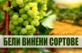 Лози и овощни дръвчета, снимка 6